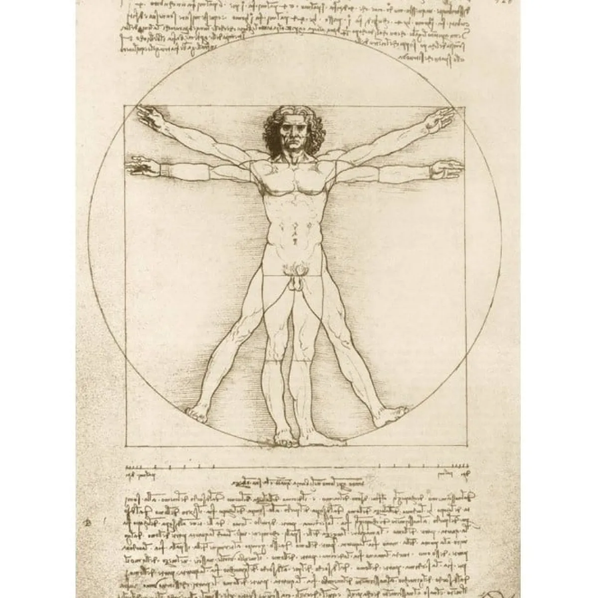 Bluebird Puzzle Tekening|Kunst En Cultuur<Leonardo Da Vinci - The Vitruvian Man, 1490 - 1000 stukjes