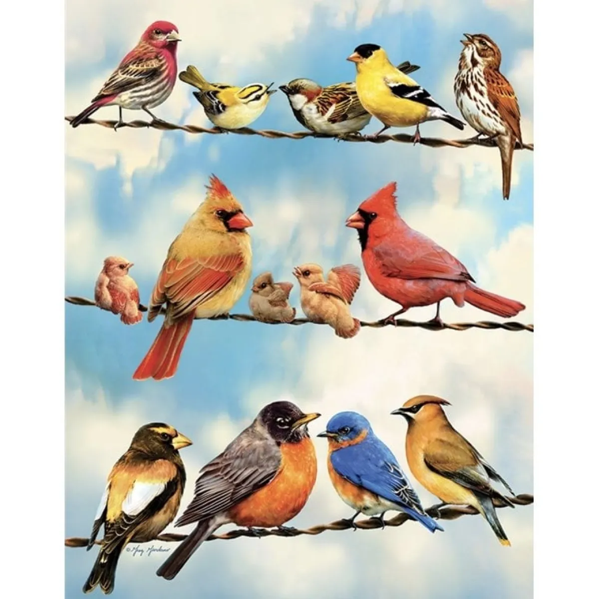 Cobble Hill Tekening|Dieren<Vogels op de draad - puzzel van 500 XL stukjes