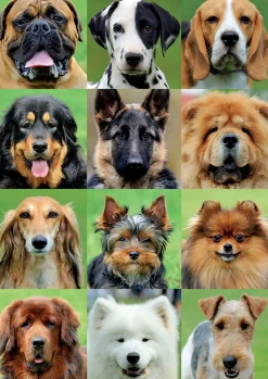 Kinderen Educa Dieren|Legpuzzels<Allemaal honden - legpuzzel van 500 stukjes