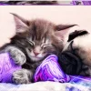 Kinderen Educa Dieren|Legpuzzels<Droom vriendjes - legpuzzel van 500 stukjes