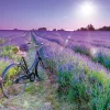Educa Landschappen|1000-1499<Fiets in Lavendelveld - puzzel 1000 stukjes