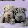 Kinderen Educa Dieren|Legpuzzels<Goedemorgen hondjes - puzzel van 100 stukjes