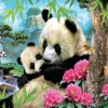 Educa Dieren|1000-1499<Panda's - legpuzzel van 1000 stukjes