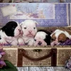Kinderen Educa Tekening|Dieren<Puppies - legpuzzel van 500 stukjes