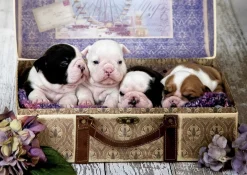 Kinderen Educa Tekening|Dieren<Puppies - legpuzzel van 500 stukjes