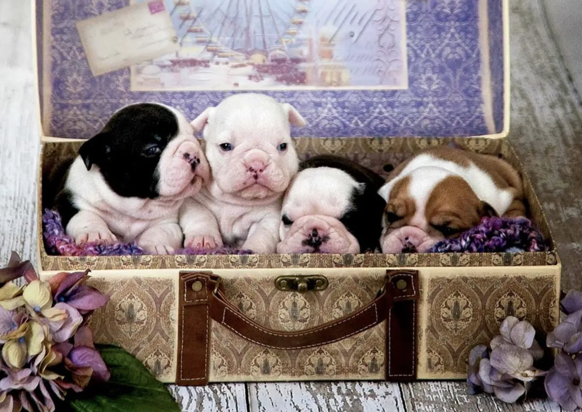 Kinderen Educa Tekening|Dieren<Puppies - legpuzzel van 500 stukjes