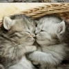 Kinderen Educa Tekening|Dieren<Schattige kittens - legpuzzel van 500 stukjes