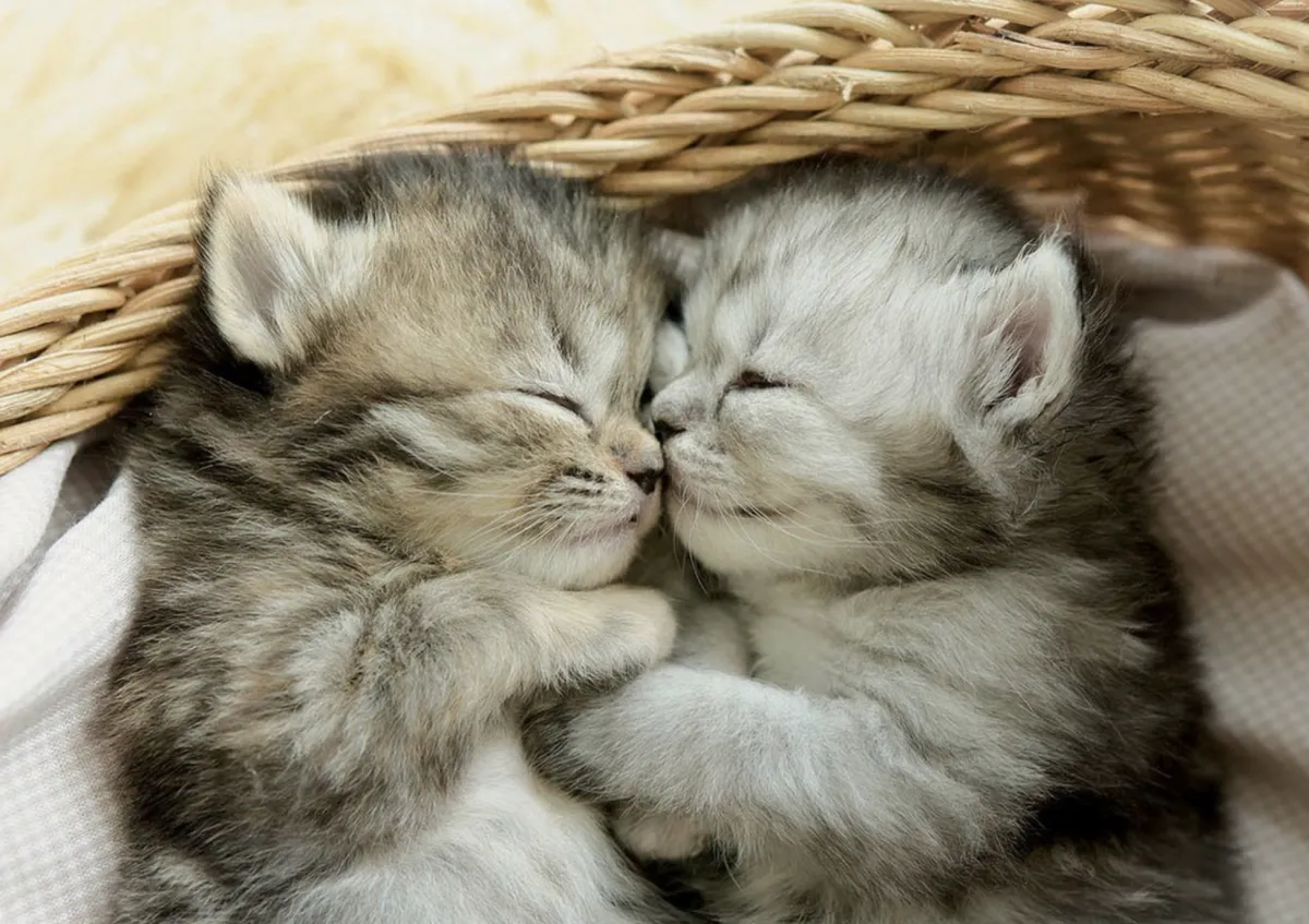 Kinderen Educa Tekening|Dieren<Schattige kittens - legpuzzel van 500 stukjes