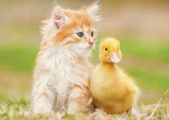 Kinderen Educa Dieren|Legpuzzels<Schattige vriendjes - legpuzzel van 500 stukjes
