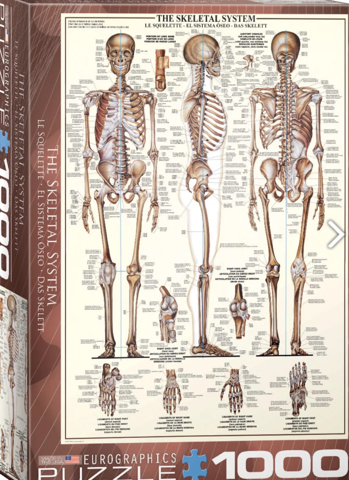 Eurographics Puzzles Kunst En Cultuur|1000-1499<Het skeletsysteem - puzzel van 1000 stukjes
