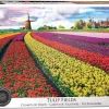 Eurographics Puzzles Landschappen|1000-1499<Veld vol tulpen - puzzel van 1000 stukjes