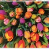 Piatnik Kunst En Cultuur|1000-1499<Tulpen - 1000 stukjes