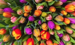 Piatnik Kunst En Cultuur|1000-1499<Tulpen - 1000 stukjes