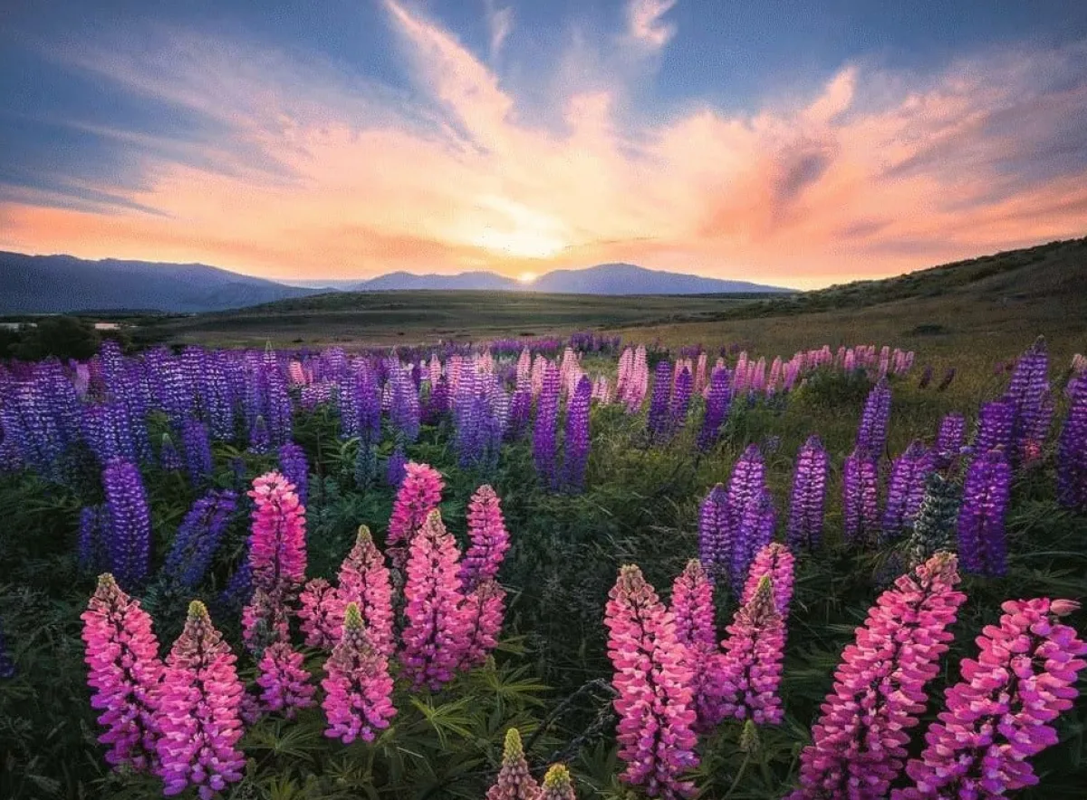 Kinderen Ravensburger Landschappen|Legpuzzels<Lupinen In bloei - puzzel van 500 stukjes