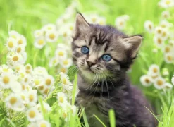 Kinderen Ravensburger Dieren|Legpuzzels<Katje in de wei - puzzel van 500 stukjes