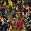 Ravensburger Fantasy|Dieren<Kunstige vogels - puzzel van 1000 stukjes