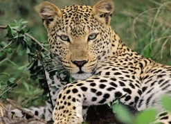 Kinderen Ravensburger Dieren|Legpuzzels<Luipaard - puzzel van 100 stukjes