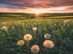 Kinderen Ravensburger Tekening|Dieren<Paardenbloemen bij zonsondergang - puzzel van 500 stukjes