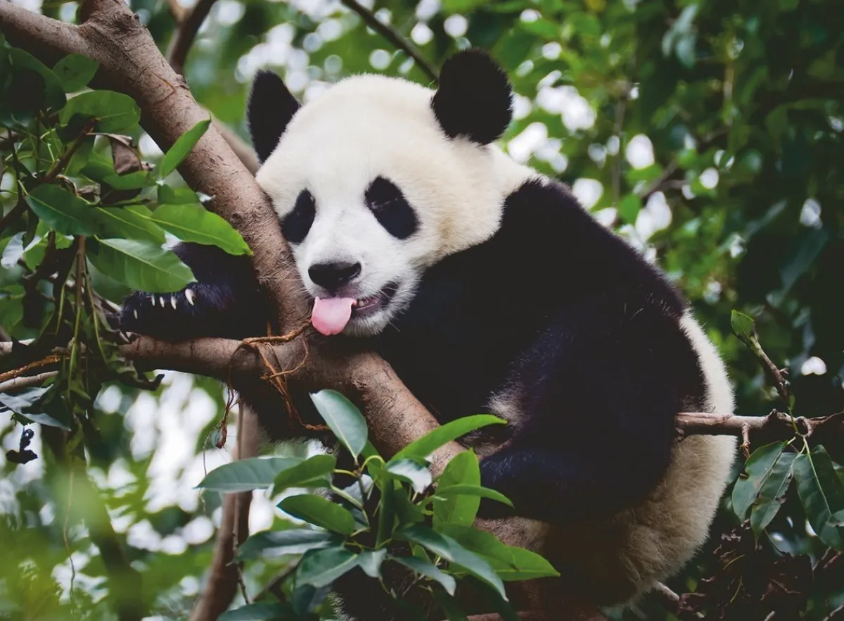 Kinderen Ravensburger Dieren|Legpuzzels<Panda in de boom - puzzel van 500 stukjes