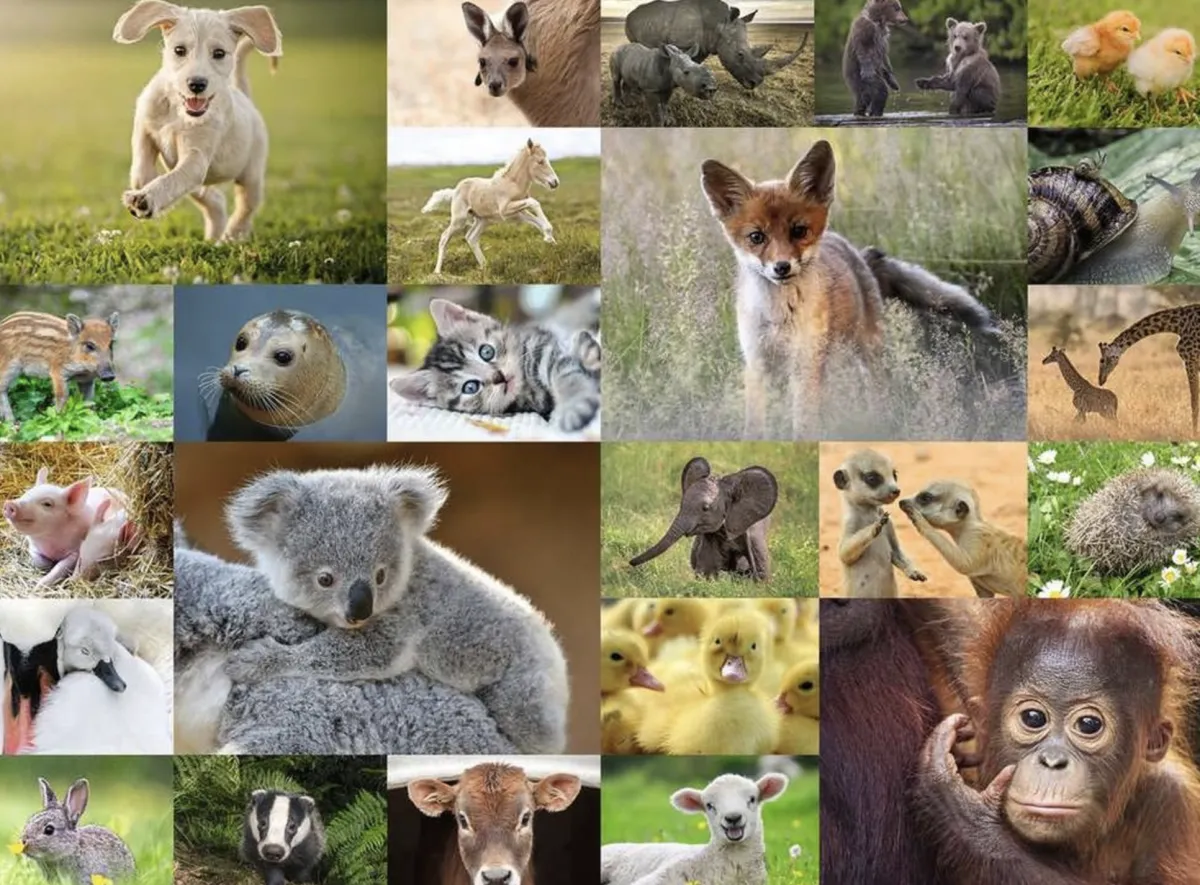 Kinderen Ravensburger Dieren|Legpuzzels<Schattige babydieren - puzzel van 200 stukjes
