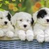Kinderen Ravensburger Dieren|Legpuzzels<Schattige puppies - 200 stukjes