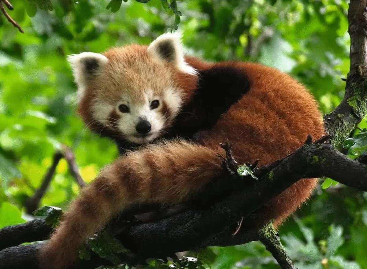 Kinderen Ravensburger Dieren|Legpuzzels<Schattige rode panda - puzzel van 500 stukjes