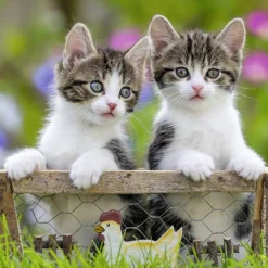 Kinderen Ravensburger Dieren|Legpuzzels<Tijger katjes - 3 puzzels van 49 stukjes