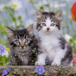 Kinderen Ravensburger Dieren|Legpuzzels<Tijger katjes - 3 puzzels van 49 stukjes