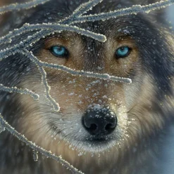 SUNSOUT Vierkant|Dieren<Wolf - 500 stukjes